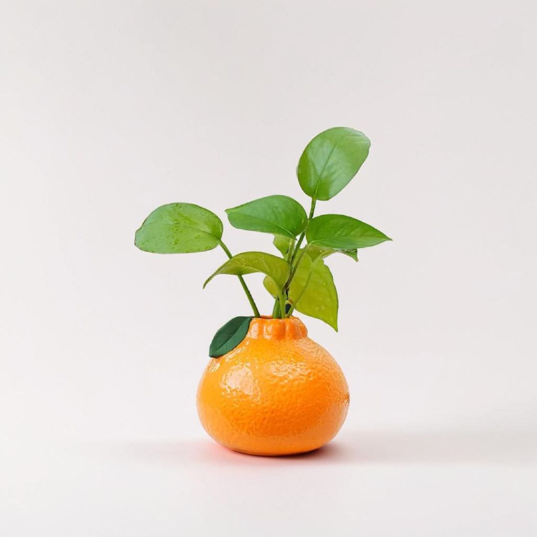 Vaso CITRUS